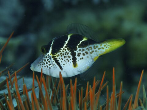 A striped mimicry filefish (Paraluteres prionurus) swims through the water in a reef with orange-coloured spines of a crown-of-thorns (Acanthaster planci), dive site Spice Reef, Penyapangan, Bali, Indonesia