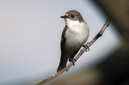 Ficedula hypoleuca, pied flycatcher, mourning snapper, mourning catcher, birds, passeri, songbirds, songbirds, birds