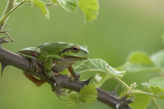 Eastern tree frog, hyla orientalis, tree frog, amphibians, amphibians, Bulgaria, frog, frog, amphibian, eastern tree frog