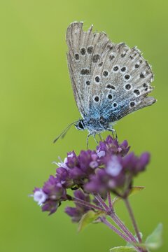 Ant blue, glaucopsyche arion, large blue, maculinea arion, phengaris arion, quendel ant blue, thyme ant blue, butterfly, high size, portrait format, insects, butterfly, butterflies