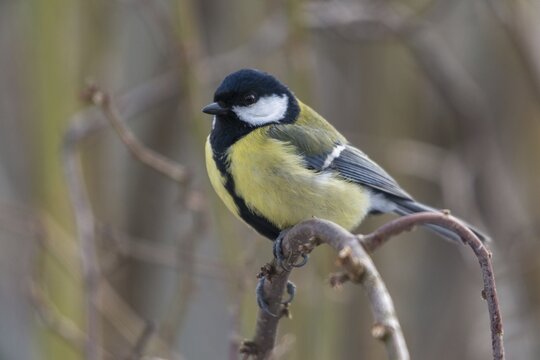 Great tit, great tit, parus major, birds, tits, passeri, songbirds, songbirds, tits, birds
