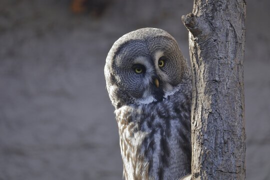 Great Grey Owl (Strix nebulosa), peeping out from behind a tree trunk, captive, Hesse, Germany