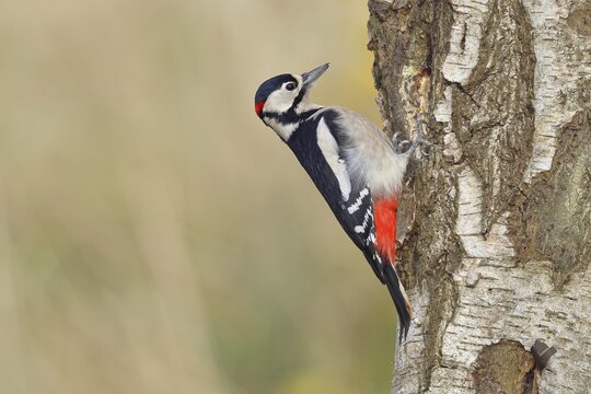 Great spotted woodpecker (Dendrocopus major), male, foraging on the trunk of a common birch (Betula pendula), wildlife, woodpeckers, nature photography, autumn, Wilnsdorf, North Rhine-Westphalia, Germany