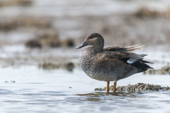 Anas Strepera, Gadwall, Mareca Strepera, Middle Duck, Schnatterente, Anatidae, Birds, Ducks, Ducks, Duckbirds, Waterbirds