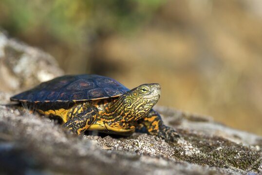 Mauremys leprose, Moorish brook turtle, Spanish water turtle, Spanish terrapin, critters, extremadura, reptilia, reptiles, turtles, Spain, tortoise, turtles