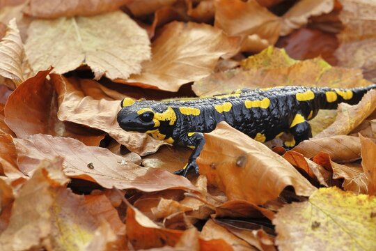 Fire salamander (Salamandra salamandra), in a beech forest on autumn leaves, autumn, Wilnsdorf, North Rhine-Westphalia, Germany