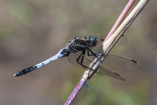 Eastern blue arrow, orthetrum albistylum, white-tailed skimmer, anisoptera, damselflies, dragonflies, Greece, insects, dragonflies, males, odonata