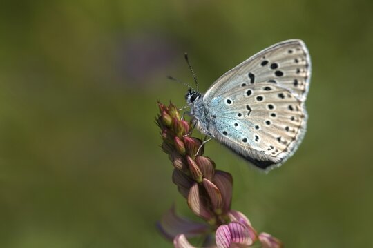 Ant blue, glaucopsyche arion, large blue, maculinea arion, phengaris arion, quendel ant blue, thyme ant blue, butterfly, insects, butterfly, butterflies, butterflies