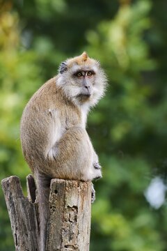 Javan macaque (Macaca fascicularis), in captivity, found in South-East Asia