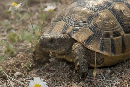Greek tortoise, Moorish tortoise, track-thighed tortoise, testudo graeca, Bulgaria, critters, reptilia, reptiles, tortoises, tortoise, turtles