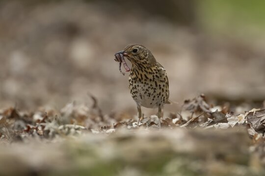 Song thrush (Turdus philomelos) adult garden bird with worms for food in its beak on a woodland floor, England, United Kingdom