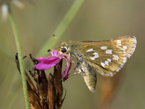 Hesperia comma, comma butterfly, silver-spotted skipper, butterfly, insects, butterfly, butterflies