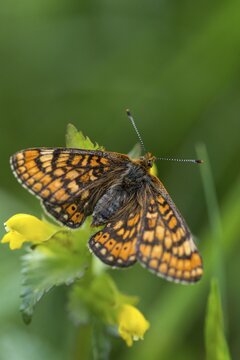 Bite check moth, bite cheek moth, euphydryas aurinia, eurodryas aurinia, golden tick moth, marsh fritillary, melitaea aurinia, scabiotic tick moth, butterfly, high size, portrait format, insects, butterfly, butterflies