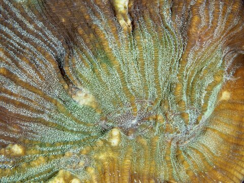 Close-up of a bulging coral (Open brain coral) with green and brown colour nuances, dive site Prapat, Penyapangan, Bali, Indonesia