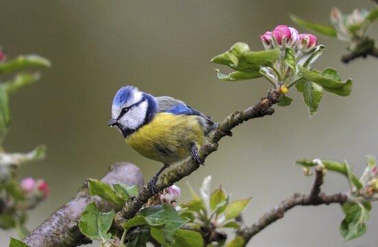 Blue tit, Parus caeruleus, birds, spring, garden, meadow orchard, tit, passeri, songbirds, song birds, jump, orchard, tits, birds