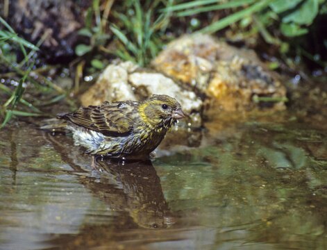 European Serin, Serine, Serinus Serinus, Bath, Bird Bath, Birds, Garden, Mirror, Passeri, Songbirds, Reflection, Potion, Birdbath, Birds, Watering Place