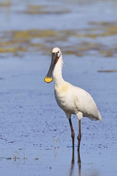 Spoonbill (Platalea leucorodia), adult bird striding through shallow water, adult bird in splendour, wildlife, Ziggsee, Burgenland, Austria