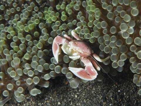 Small spotted porcelain crab (Neopetrolisthes maculatus) hidden between the tentacles of a green sea anemone, dive site Puri Jati, Umeanyar, Bali, Indonesia