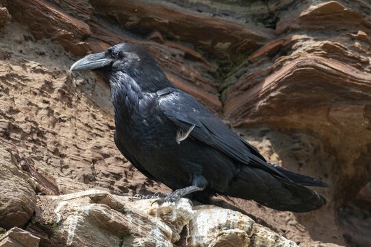 Corvus corax, ravens, Norway, raven, varanger, birds, corvidae family of birds, passeri, corvids, songbirds, birds