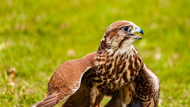 Falco cherrug, saker falcon, shielding its prey on a sunny spring day