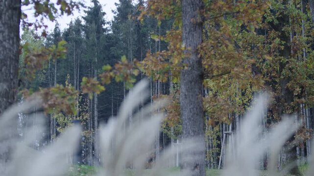 Autumn forest with young trees and wooden support stakes