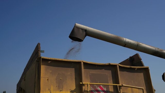 Grain unloading from a combine harvester during the summer harvest. Agricultural machinery transfers grain against a clear blue sky, highlighting farming, crop production and modern agriculture scene.