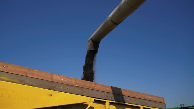 Grain unloading from a combine harvester during the summer harvest. Agricultural machinery transfers grain against a clear blue sky, highlighting farming, crop production and modern agriculture scene.