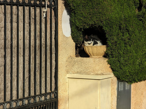 Gato dom&eacute;stico resguardado entre arbustos de jard&iacute;n y jardinera de piedra en espacio exterior residencial. Comportamiento felino, refugio acogedor, animal oculto, seto de hoja perenne, mascota.