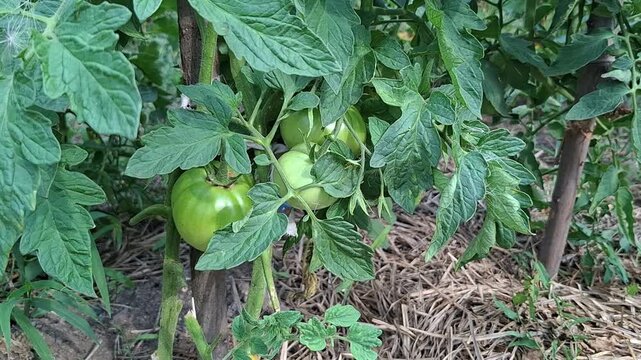 Unripe green tomatoes on vine, plants tied to support stakes, mulch covering soil, organic garden care and sustainable tomato farming concept