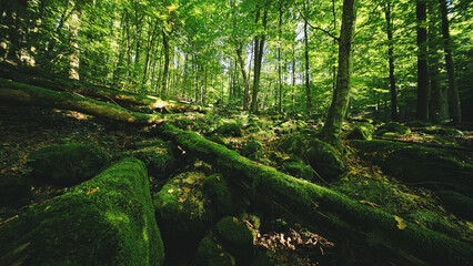 Fototapeta premium Sunlight filtering through a lush green forest illuminates moss-covered logs and wild mushrooms, creating a magical woodland atmosphere full of natural textures and peaceful scenery.