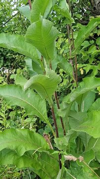 Green burdock plant growing in wild forest landscape. Large leaves of medicinal herb in meadow. Botanical study of vegetation for ecology and nature conservation.