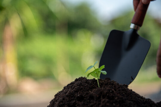 Hand holding sapling tree seedling sustainable green environment social governance ESG concepts. Farmer hands holding growth small tree life beginnings. Sustainable Green Business responsibility.
