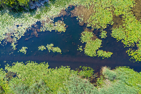 Serene aerial view capturing green water lilies and reeds growing on the surface of calm river water within a natural wetland habitat