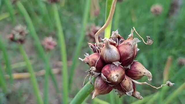 Top view of onion bulbils growing on stalk. Cluster of small multiplier onion seed heads in garden. Agricultural plant development and harvest biology concept.