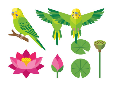 Set of green budgerigar parrots and pink lotus flowers with lily pads.