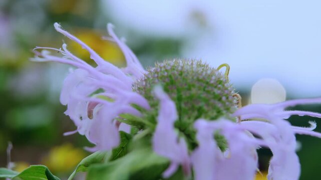Inchworm Searching Wild Bergamot Flower