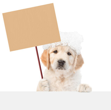 Funny Golden retriever puppy with soap foam on it head holds shower blank placard on wooden stick above blank white banner. Empty space for text. isolated on white background
