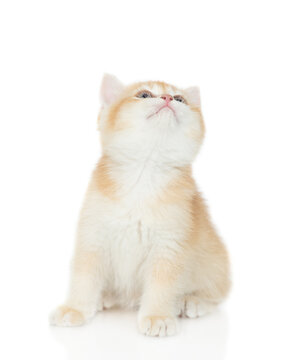 Golden chinchilla kitten sitting in front view and looking up on empty space. Isolated on white background