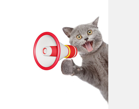 Surpised cat screams into megaphone and looks from behind empty white banner. isolated on white background