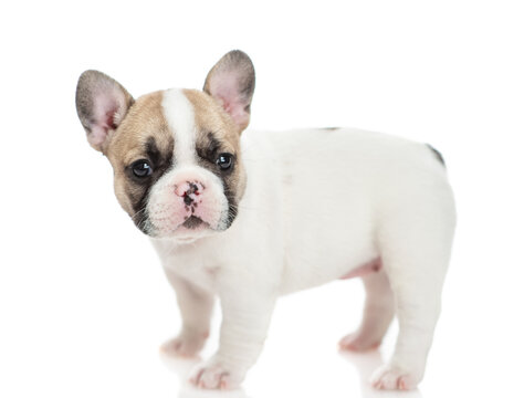 Cute French bulldog puppy standing in side view and looking at camera. Isolated on white background
