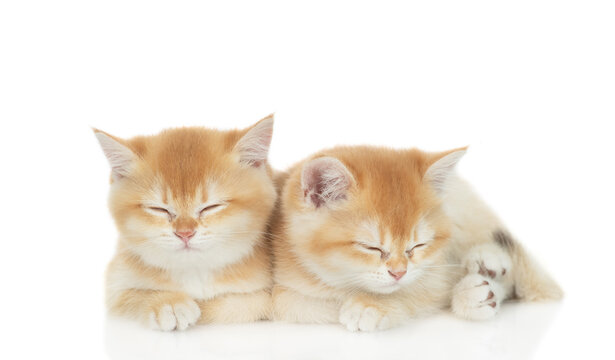Two golden chinchilla kittens sleep together. Isolated on white background