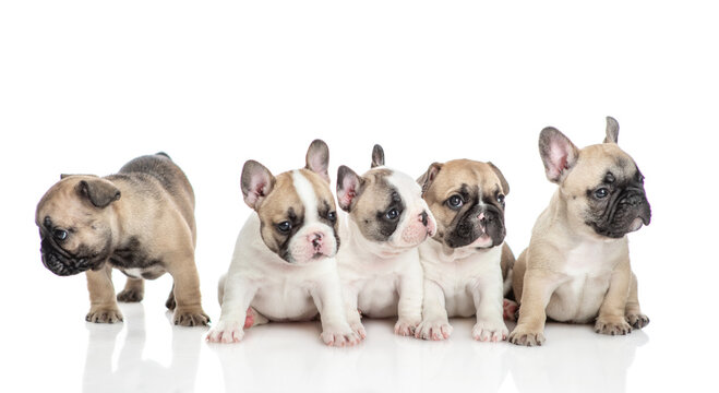 Group of cute French bulldog puppies sitting in front view.  Isolated on white background