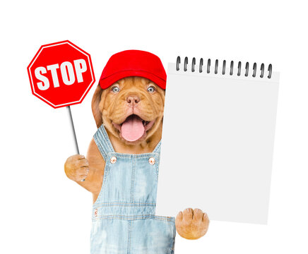 Happy Mastiff puppy wearing red cap and denim overalls shows stop sign and blank notebook. Isolated on white background