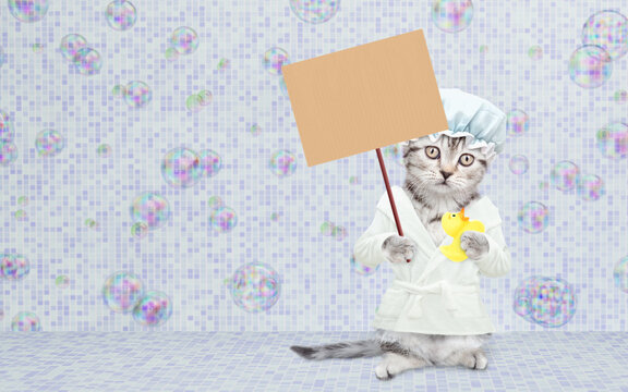 Cute kitten wearing shower cap and bathrobe standing at bathroom at home, holding rubber duck and showing blank placard. Empty space for text