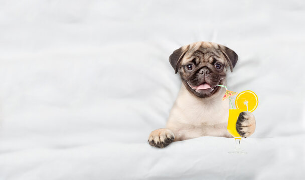 Funny Pug puppy wearing sunglasses holds tropic orange cocktail and relaxing on the bed at beauty salon. Top down view. Empty space for text