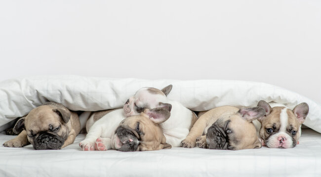 Group of tiny French Bulldog puppies sleep under warm blanket on a bed at home. Empty space for text