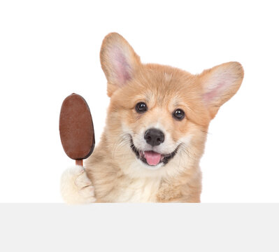 Happy Pembroke welsh corgi puppy holds ice cream above empty board. isolated on white background