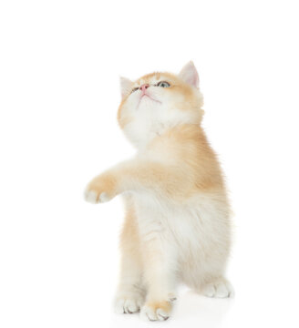 Playful young golden chinchilla cat looking up on empty space. Isolated on white background
