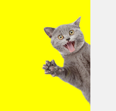 Shocked cat looking from behind blank white banner. isolated on yellow background
