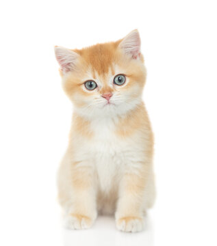 A golden chinchilla kitten sitting in front view and looks at camera. isolated on white background
